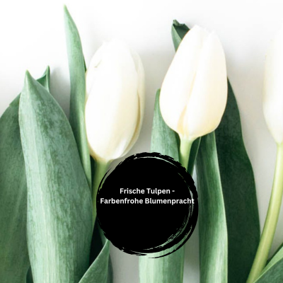 Tulpen, die den Frühling bringen